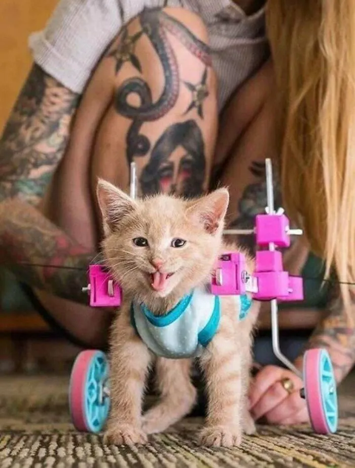 How Much Would This 3D Wheelchair For Kitten Probably Cost? Recently Rescued 2 Disabled Kittens That Need It