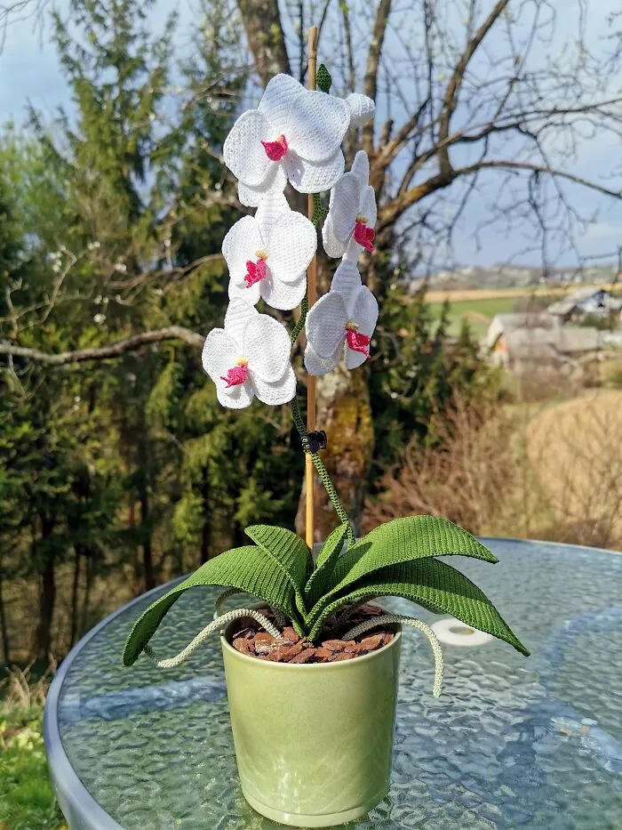 Unas orquídeas