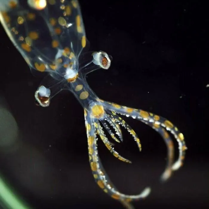 Scientists Just Found 31 Species No Human Had Ever Seen Before. Not In Space. Not In A Cave. Just Deep Enough In Our Own Ocean That We've Barely Looked. Some Of Them Don't Even Have Official Names Yet