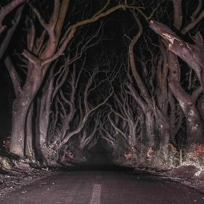 The Dark Forest, Northern Ireland
