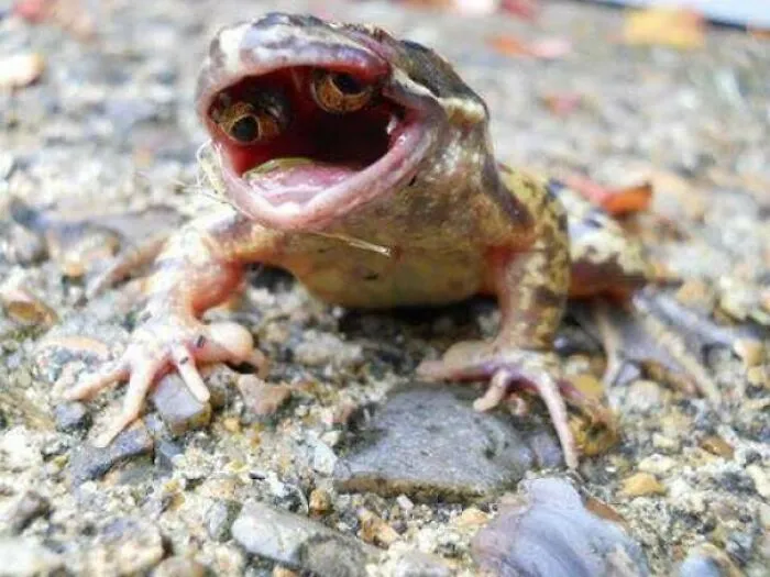 There Is A Genetic Mutation (Macromutation) That Makes Frog Eyes Grow Inside Of Their Mouths, Possible Causes Could Be A Parasitic Nematode Infestation Changing The Frogs Regulatory And Structural Genes!
