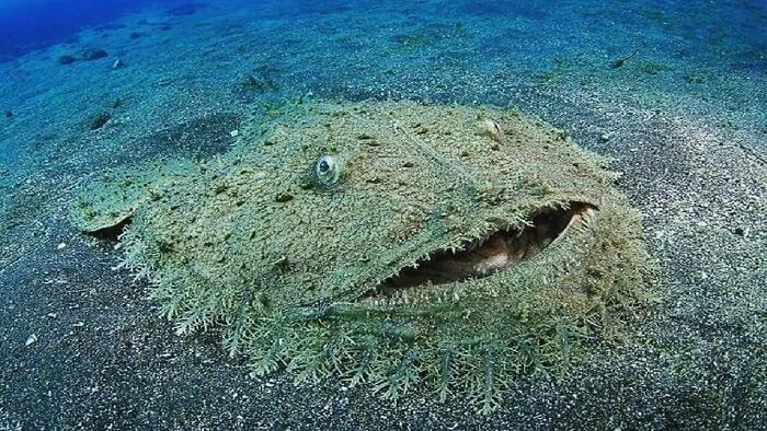 Tasselled Wobbegong Carpet Shark