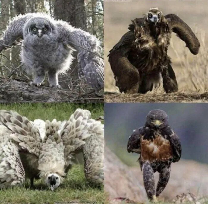 This Is What Running Birds Look Like