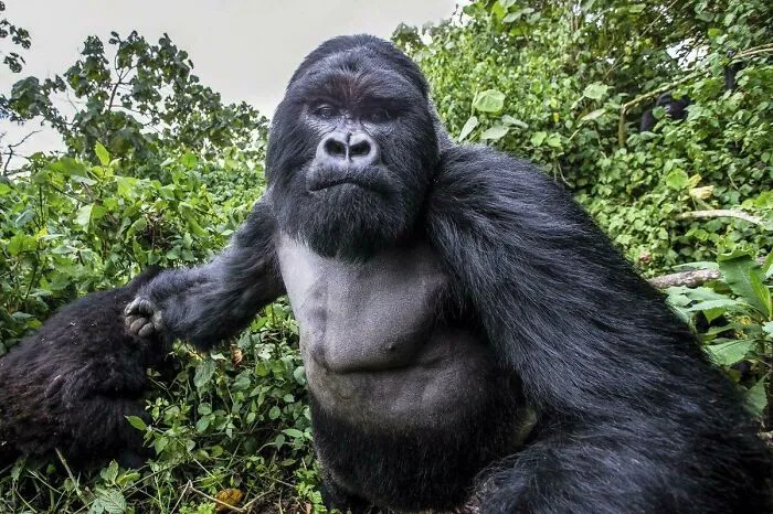 🔥 Picture Of A Mountain Gorilla Right Before He Punched The Photographer