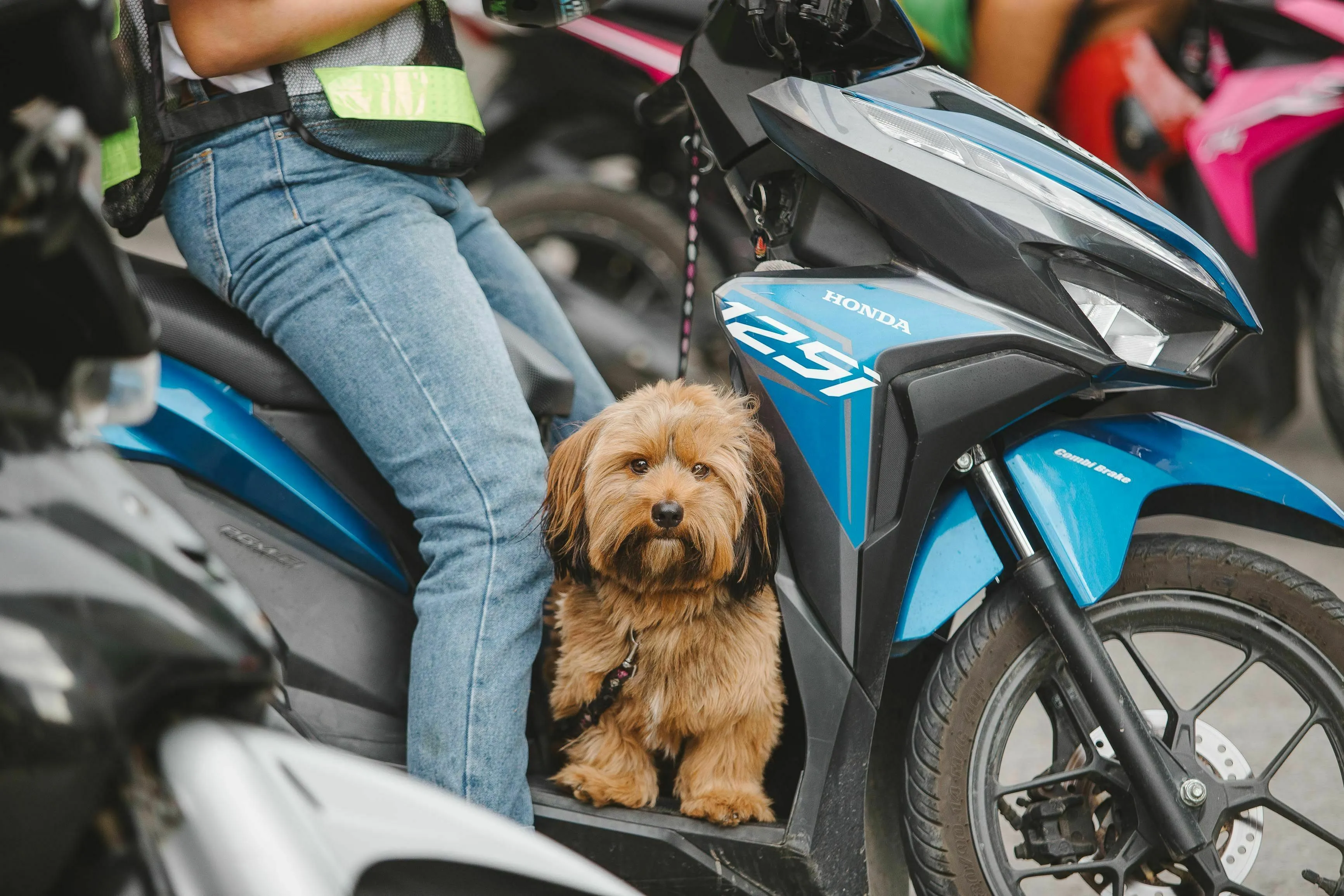 A small, fluffy brown dog sitting on a blue and black motorcycle, representing a movie villain losing sidekicks.