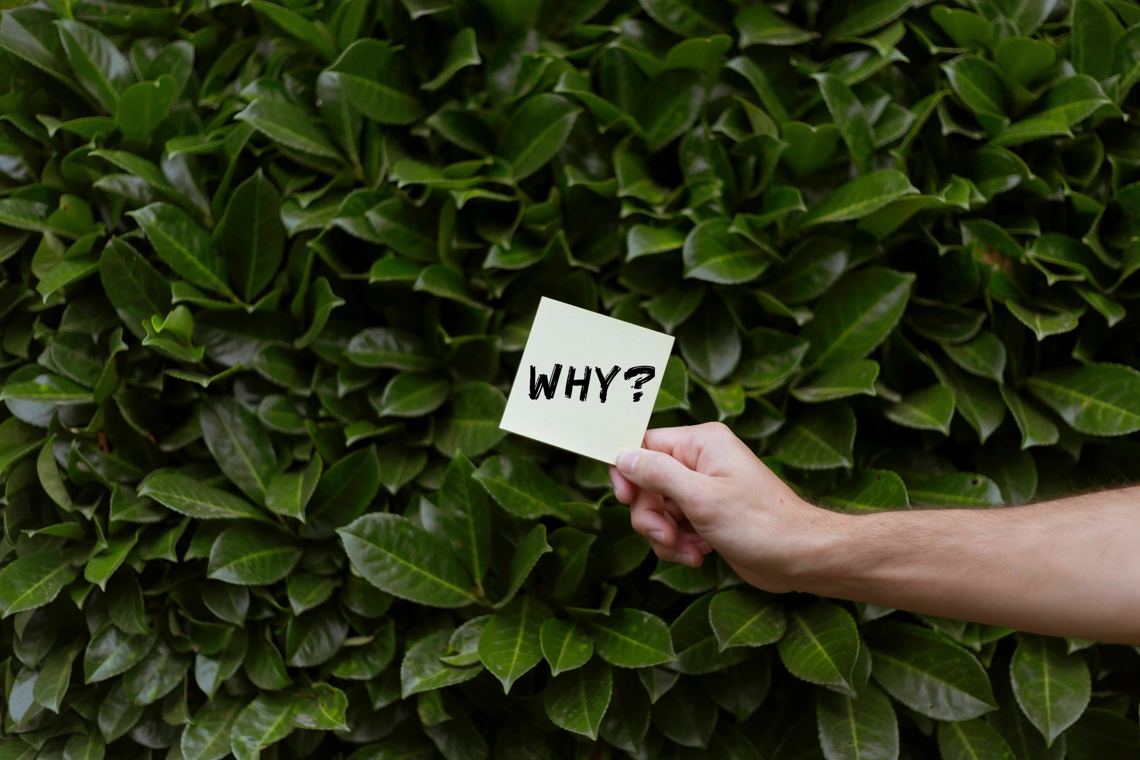 Hand holding a yellow sticky note with 'WHY?' written on it against a green leafy background. Movie villain motivation.
