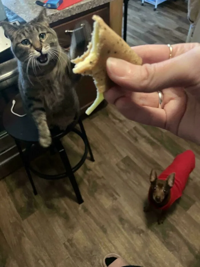 A Slice Of Vegan Cheese And Tofurkey. It Is A Wildly Popular Snack In This Household