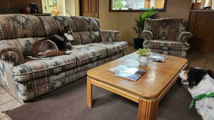 A cozy 90s living room with a patterned sofa and armchair, a coffee table, and two dogs.