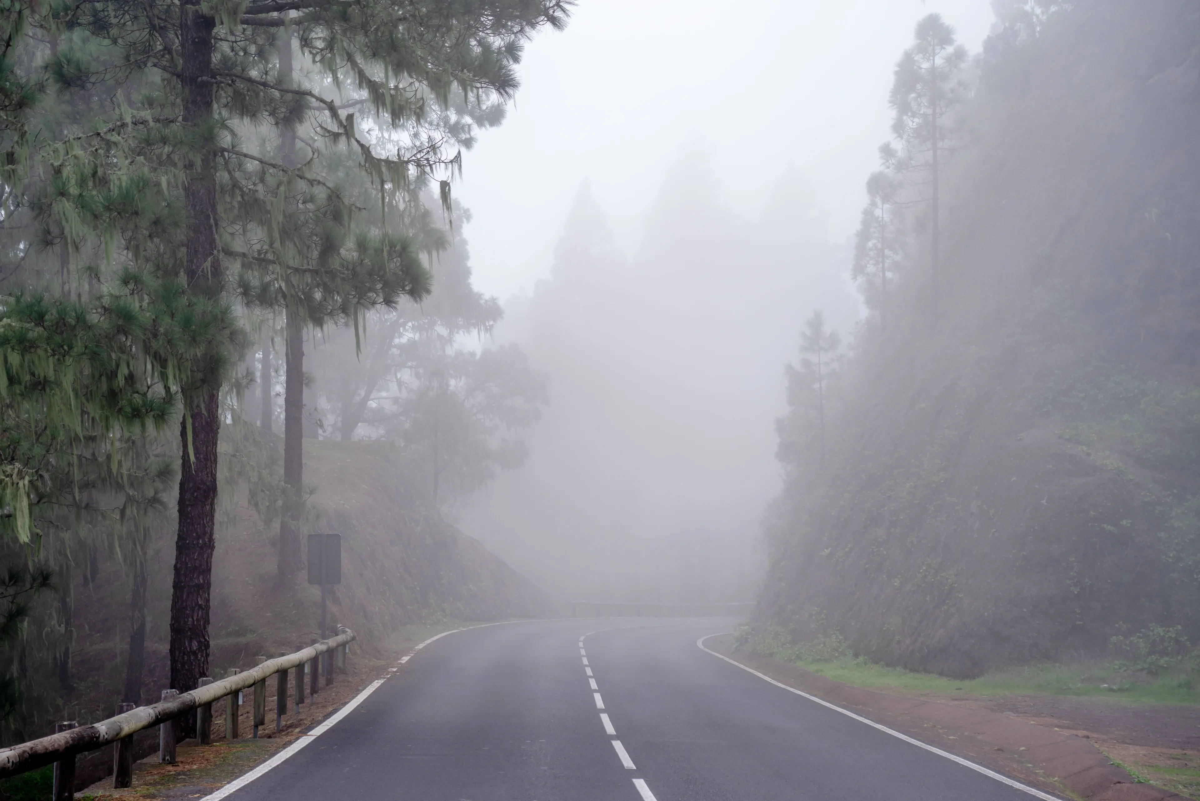 A winding road through a forest shrouded in thick fog, illustrating foggy weather conditions.