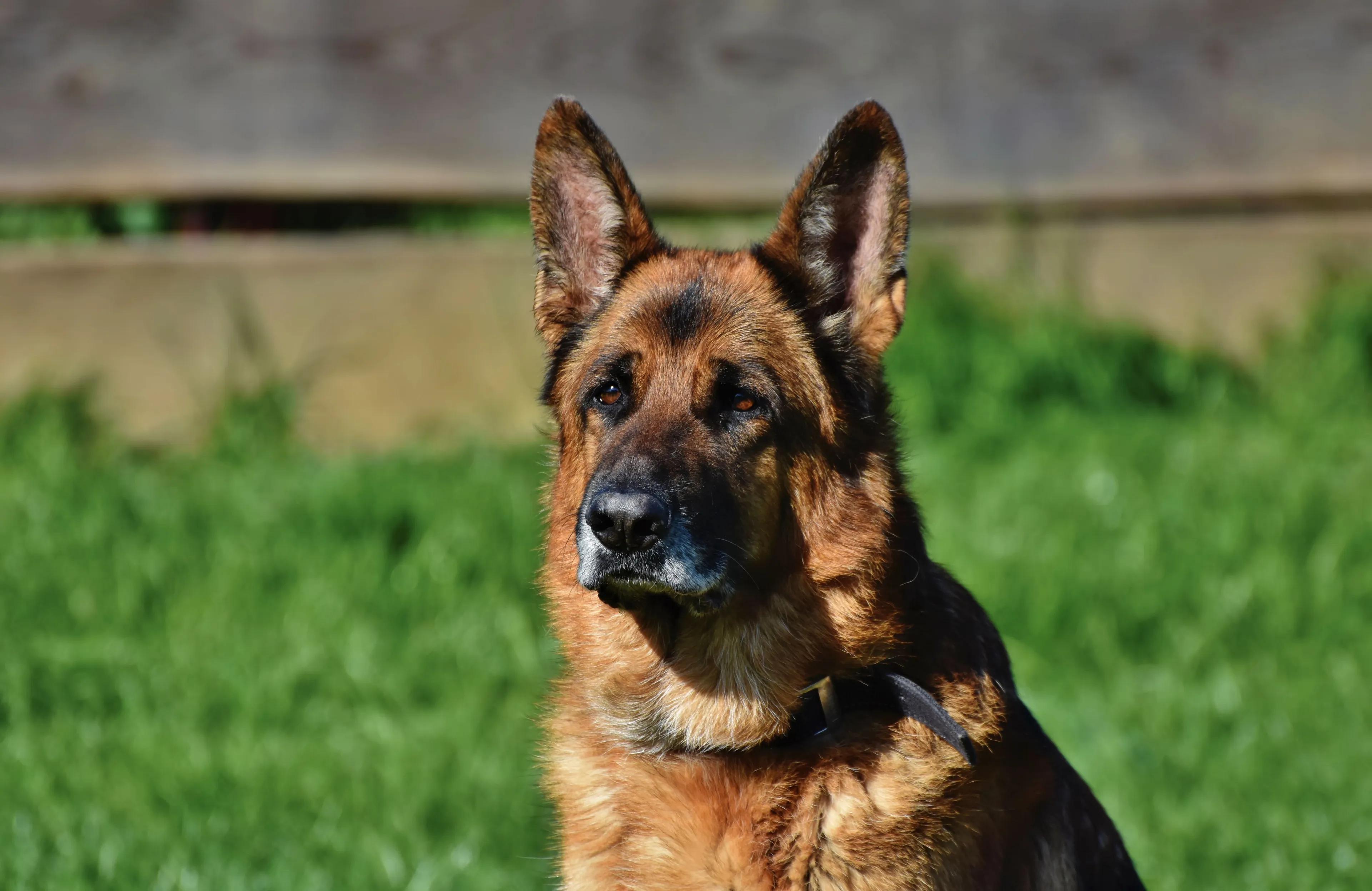 A majestic German Shepherd guard dog, a great pet choice.