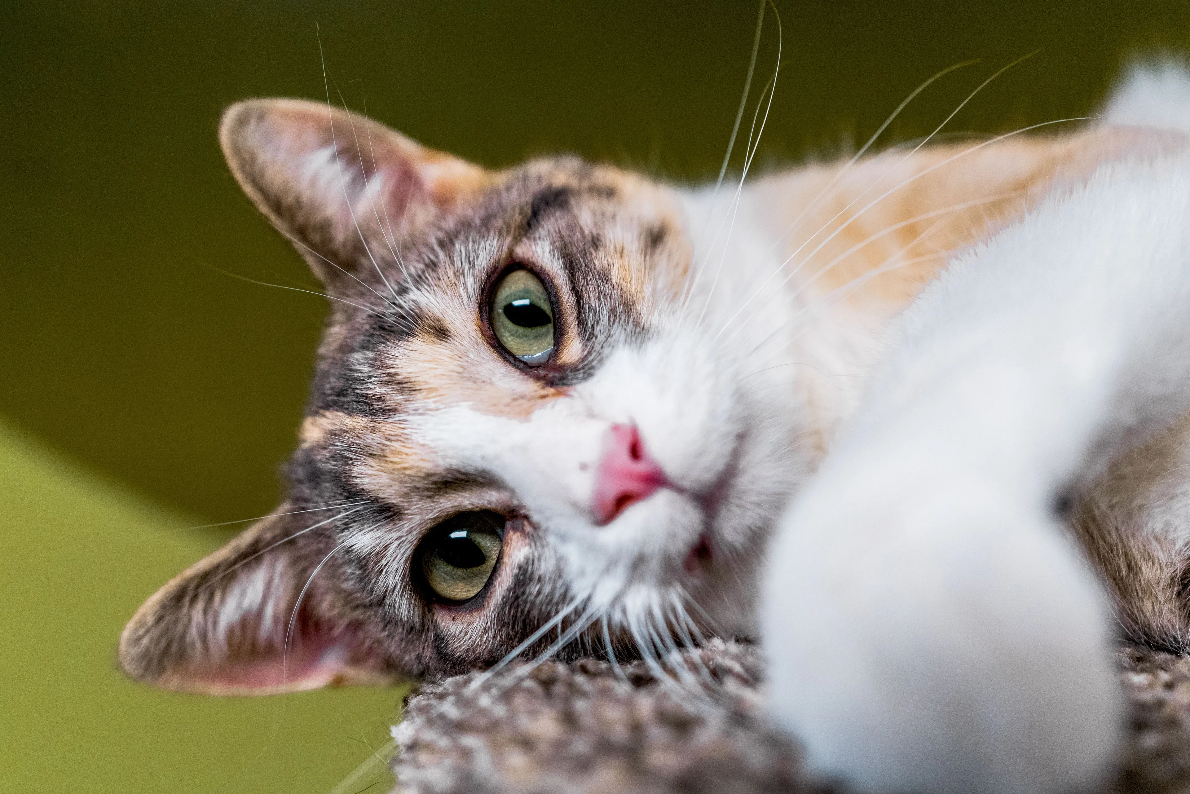A beautiful calico cat with green eyes, a perfect pet.
