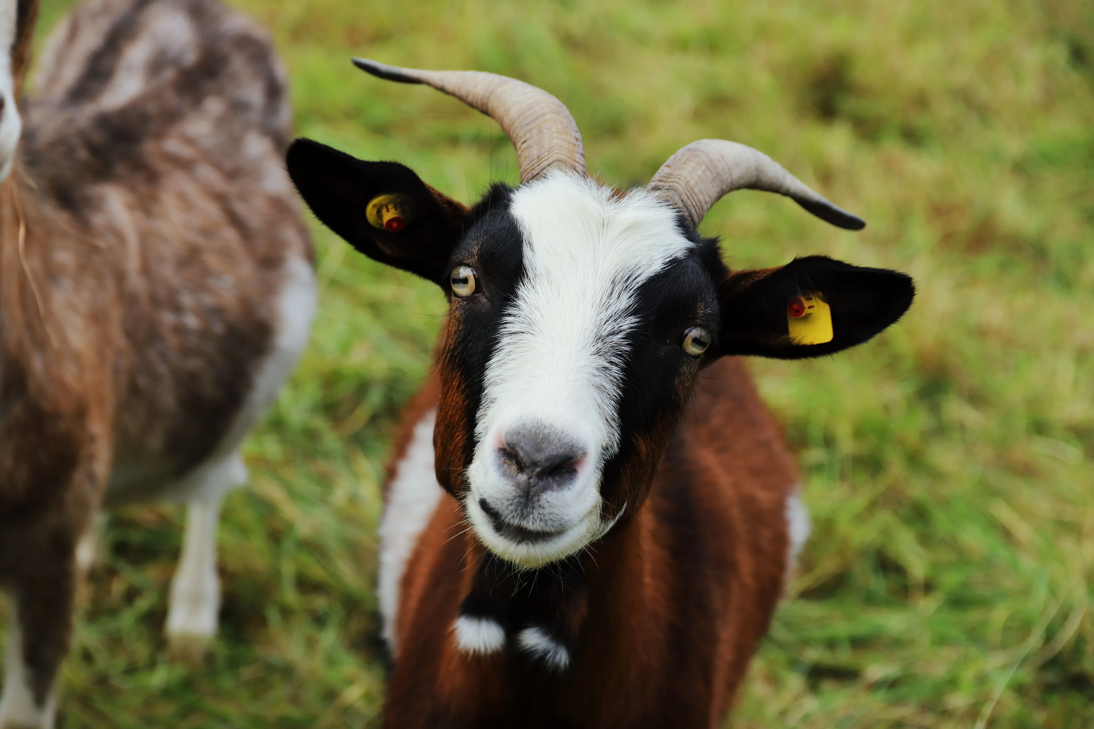 A brown and white goat looking directly at the camera in a field, a great pet.