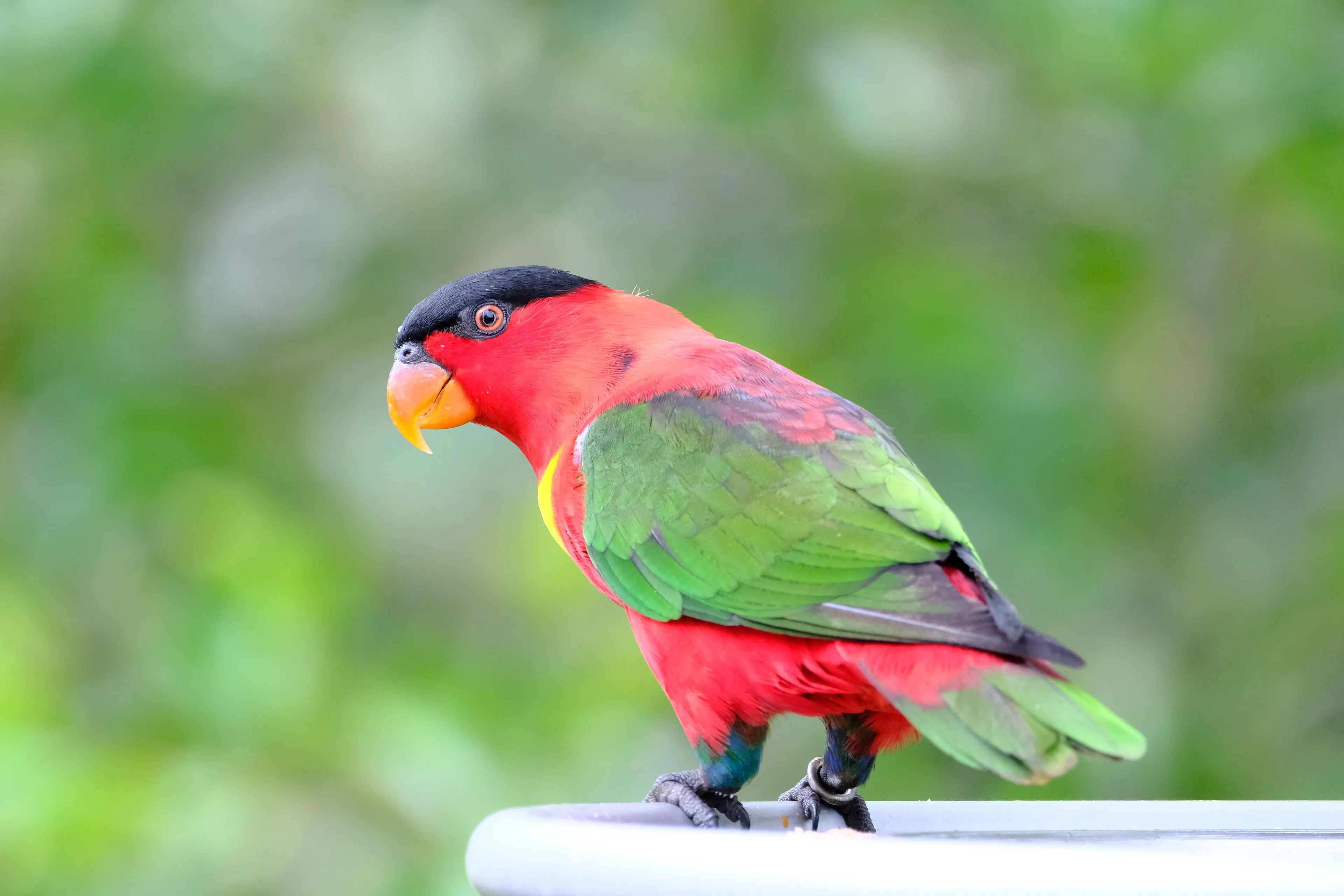 A vibrant red and green parrot with a black head perched on a metal surface, a great pet.