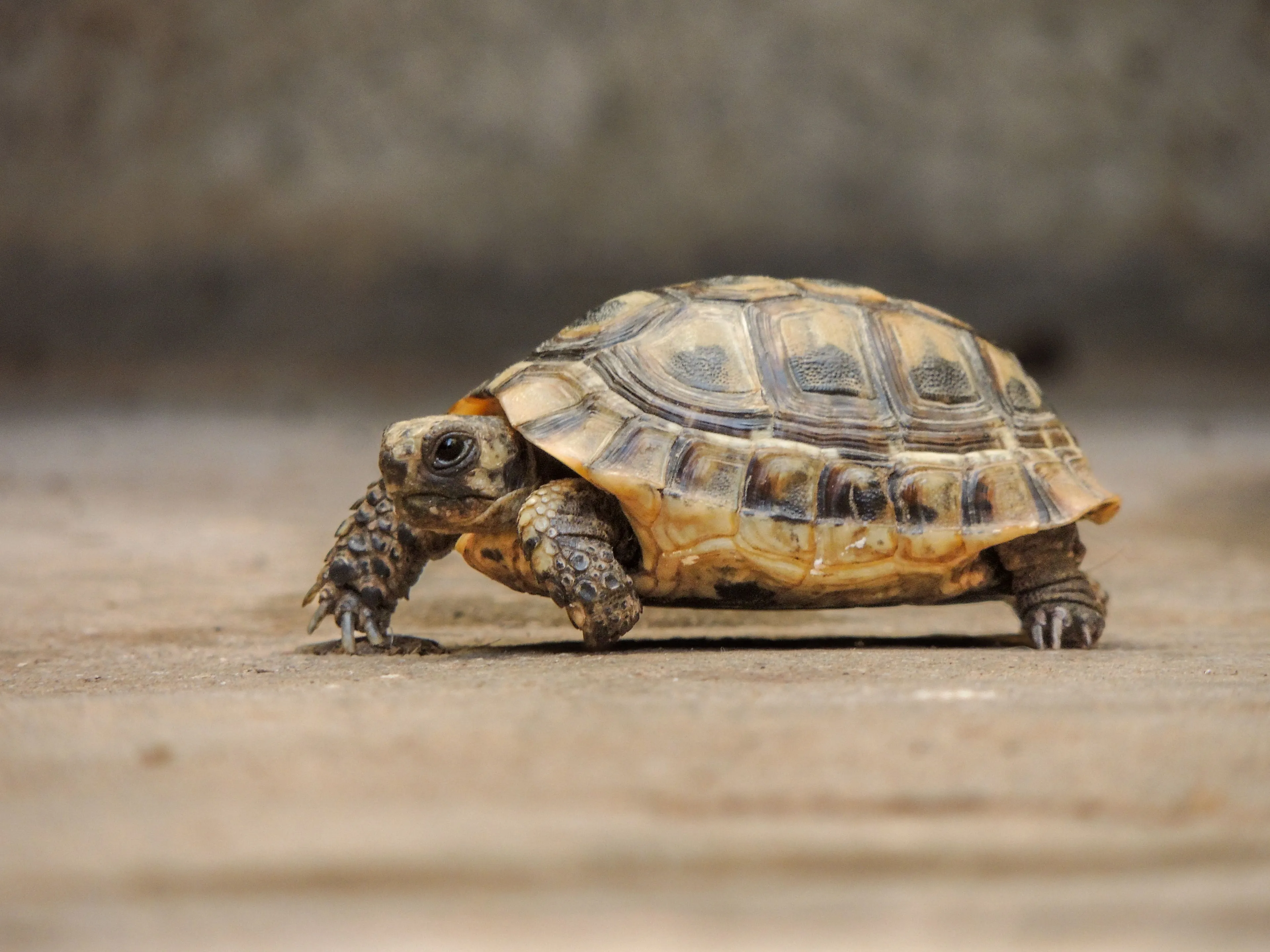 A small tortoise walking on a concrete surface, a great pet.