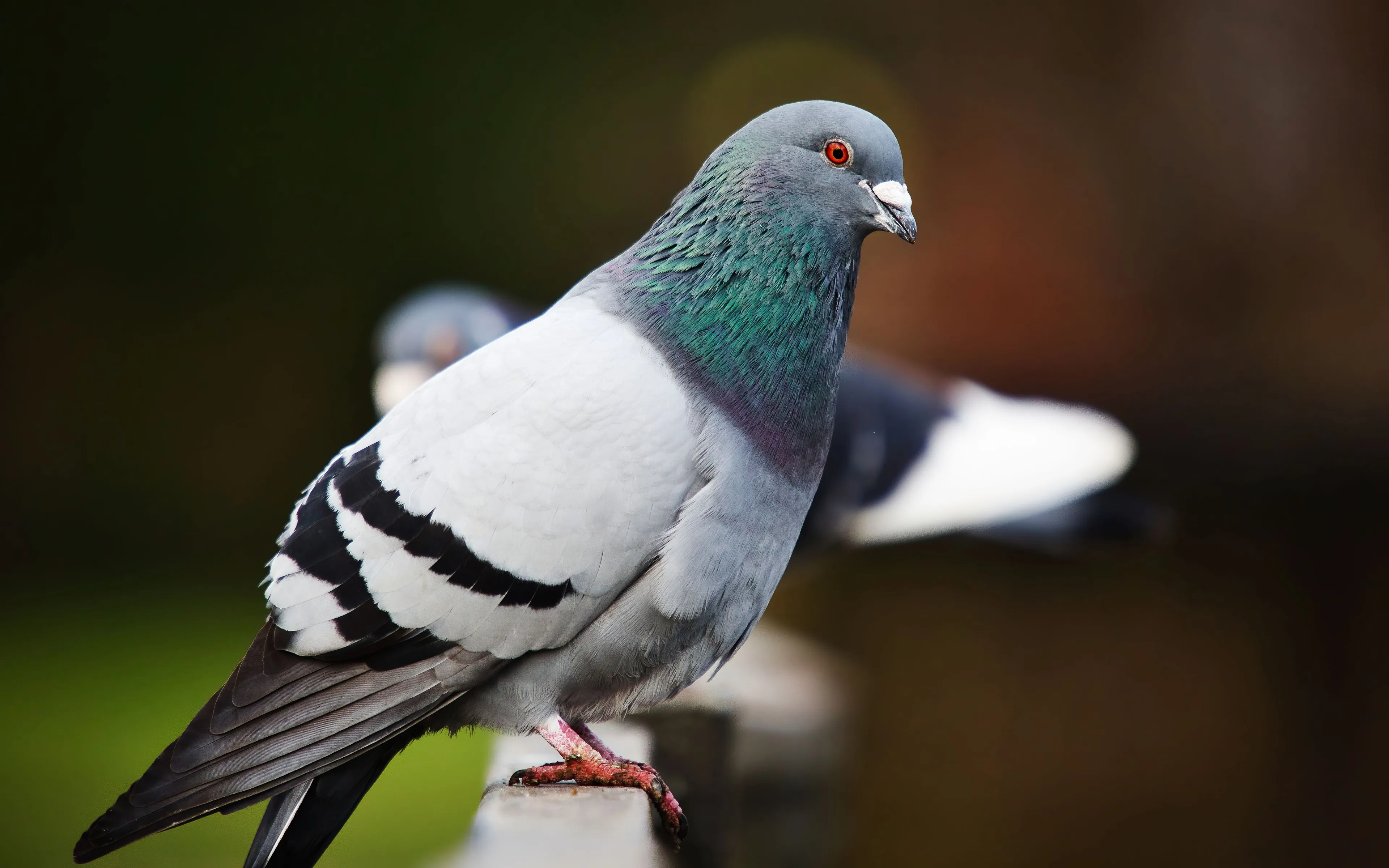 A pigeon with grey and green feathers perched on a railing, a great pet.