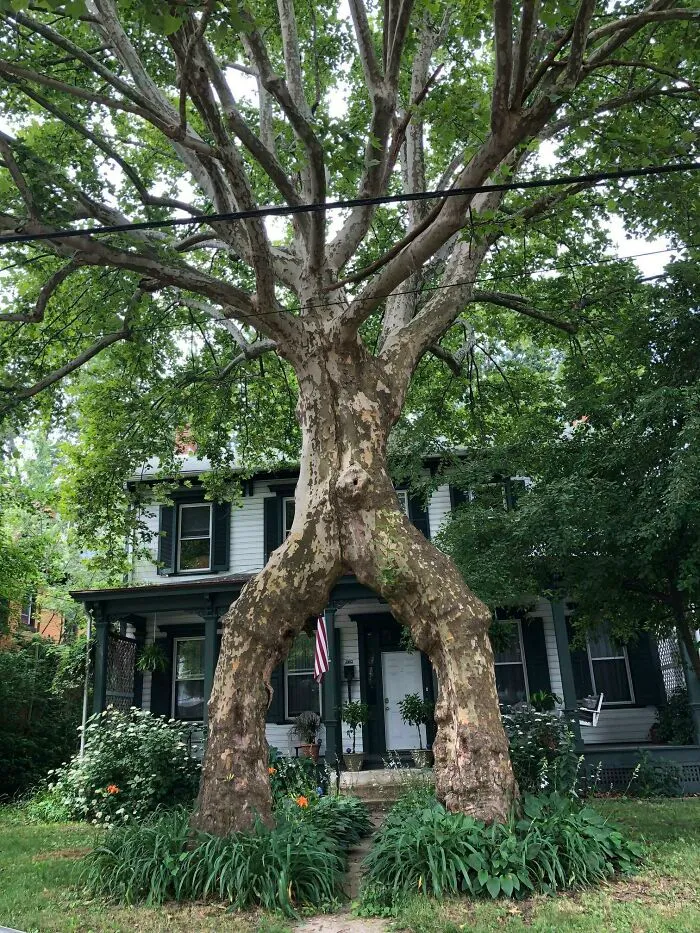 A Couple Months Ago, Reddit Taught Me That Newlyweds Used To Plant Sycamore Trees On Both Sides The Walkway Leading To Their House, Then Join Them Together To Symbolize Two Becoming One. Today I Saw It For The First Time