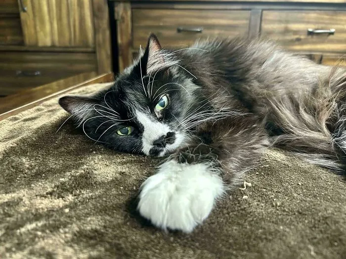 My Old-As-Dirt-With-A-Million-Health-Conditions Cat Licked His Plate Clean Today And It Fills Me With Joy
