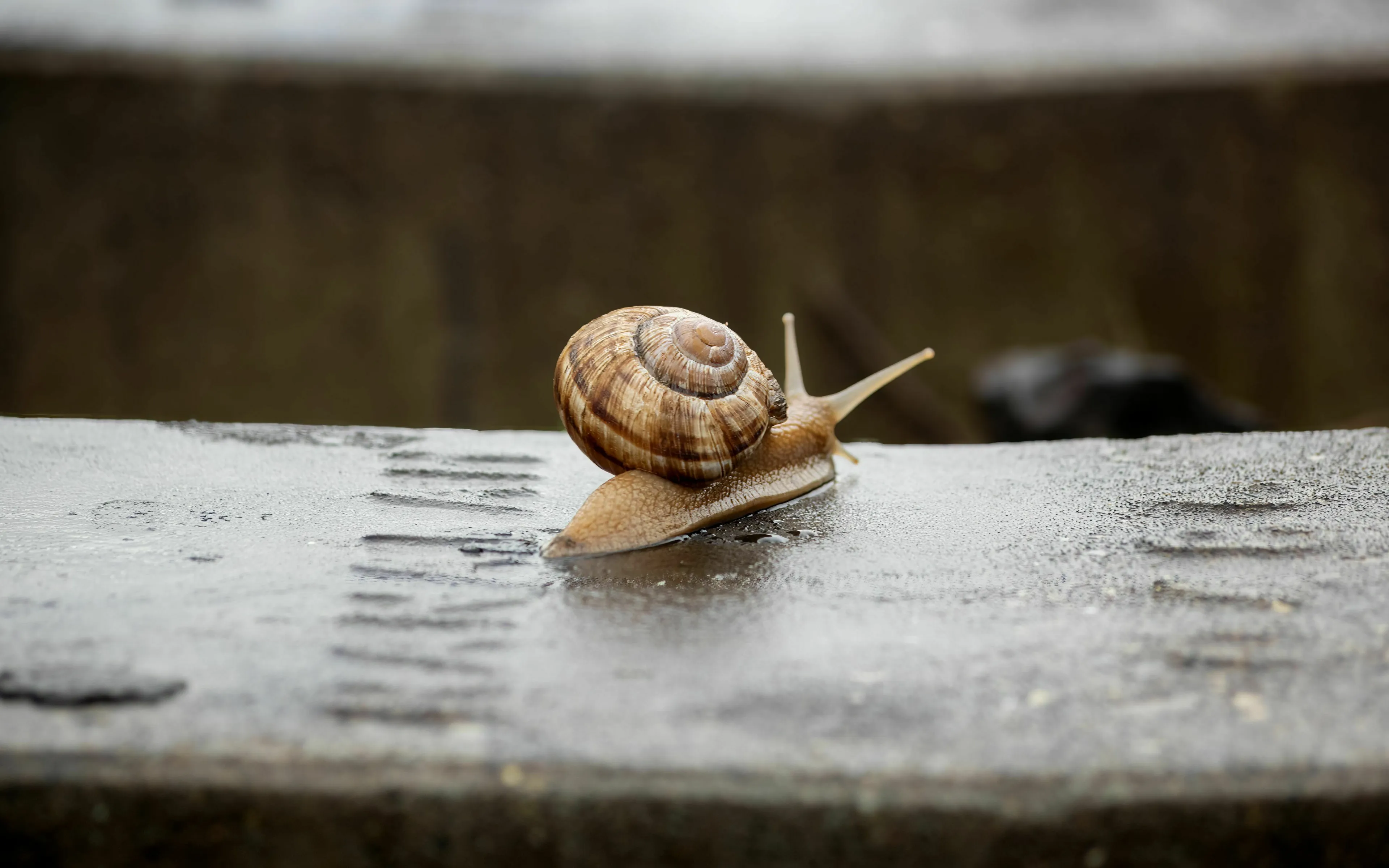 Quiz edition image asking if a snail can sleep for several years for a real from fake quiz.