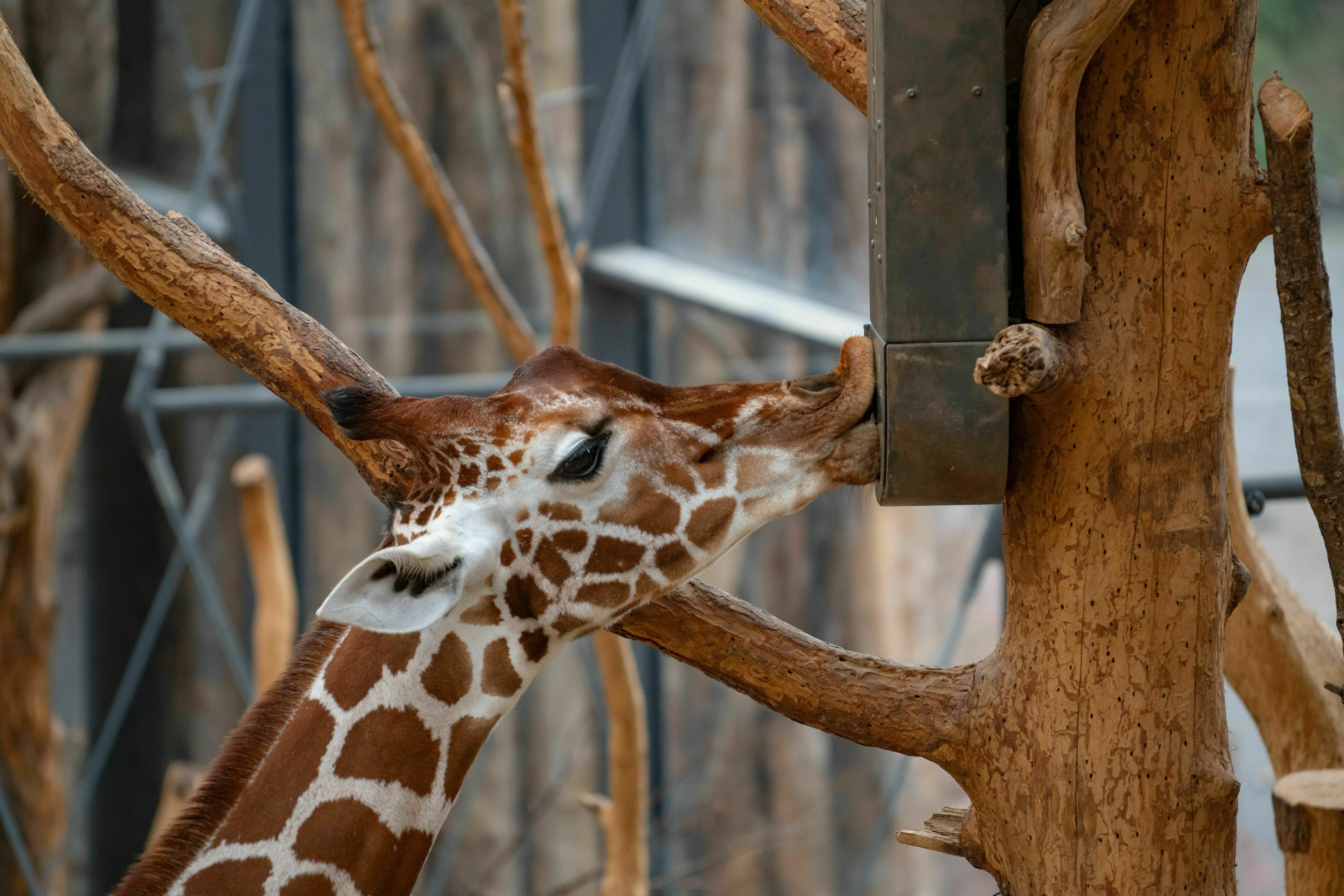 Quiz edition image showing a giraffe at the zoo, the subject of the first YouTube video.