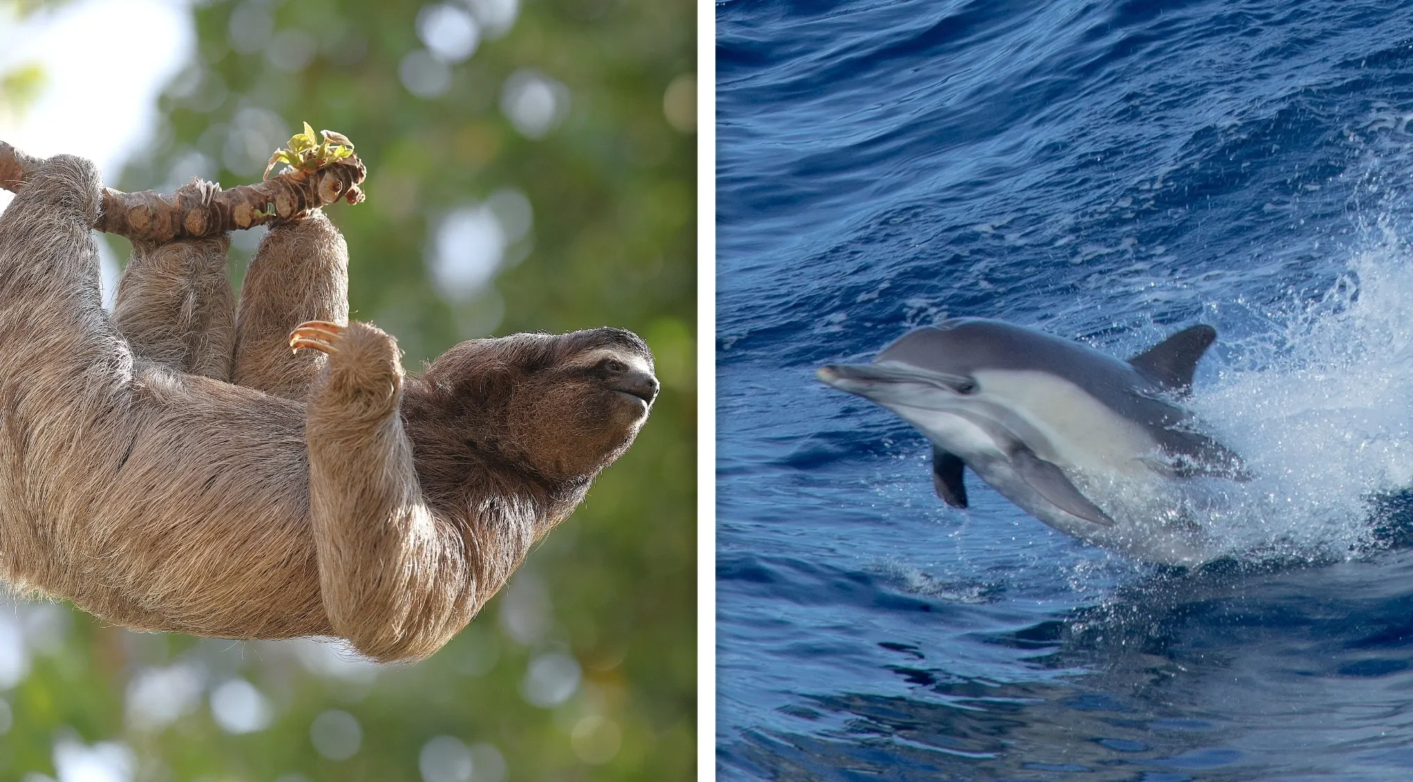 Real From Fake Quiz: Split image of a sloth hanging from a tree branch and a dolphin leaping from water.