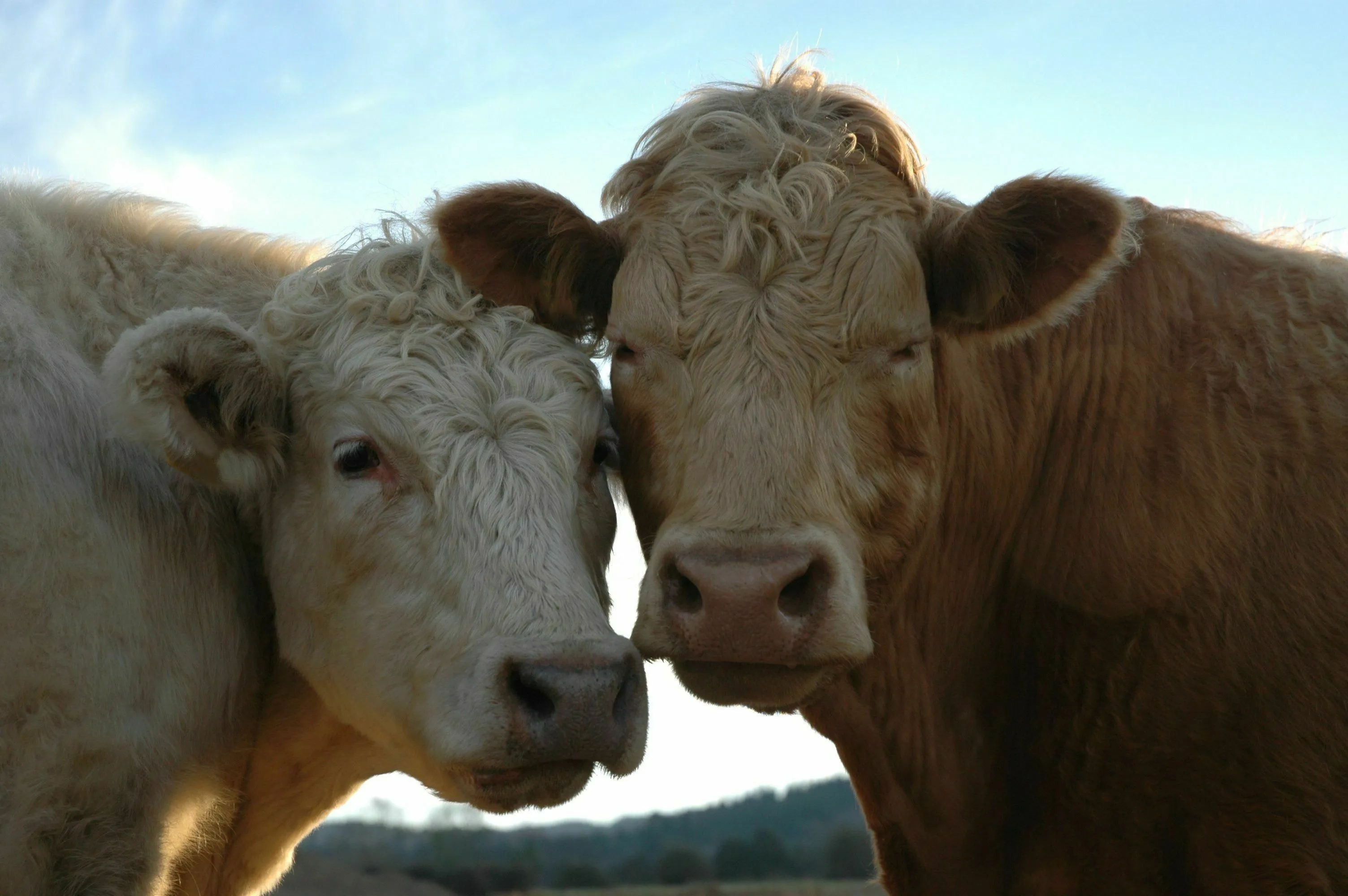 Real From Fake Quiz: Two cows with light brown coats standing close together, looking at the camera.