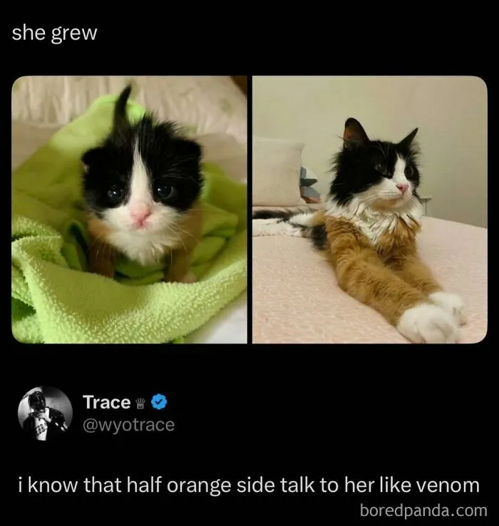 87 Hilarious Screenshots That Prove Not All Social Media Posts Are Toxic And Negative