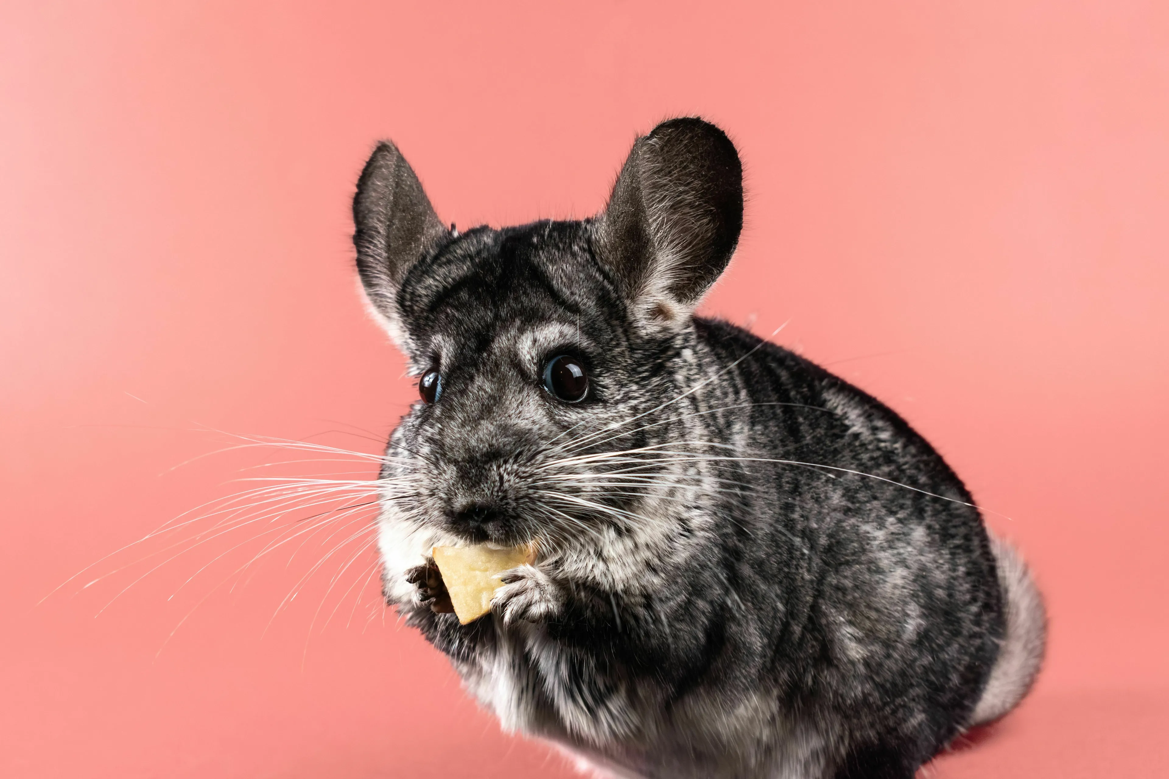 A fluffy chinchilla with gray fur and big eyes, holding a small piece of food against a pink background.