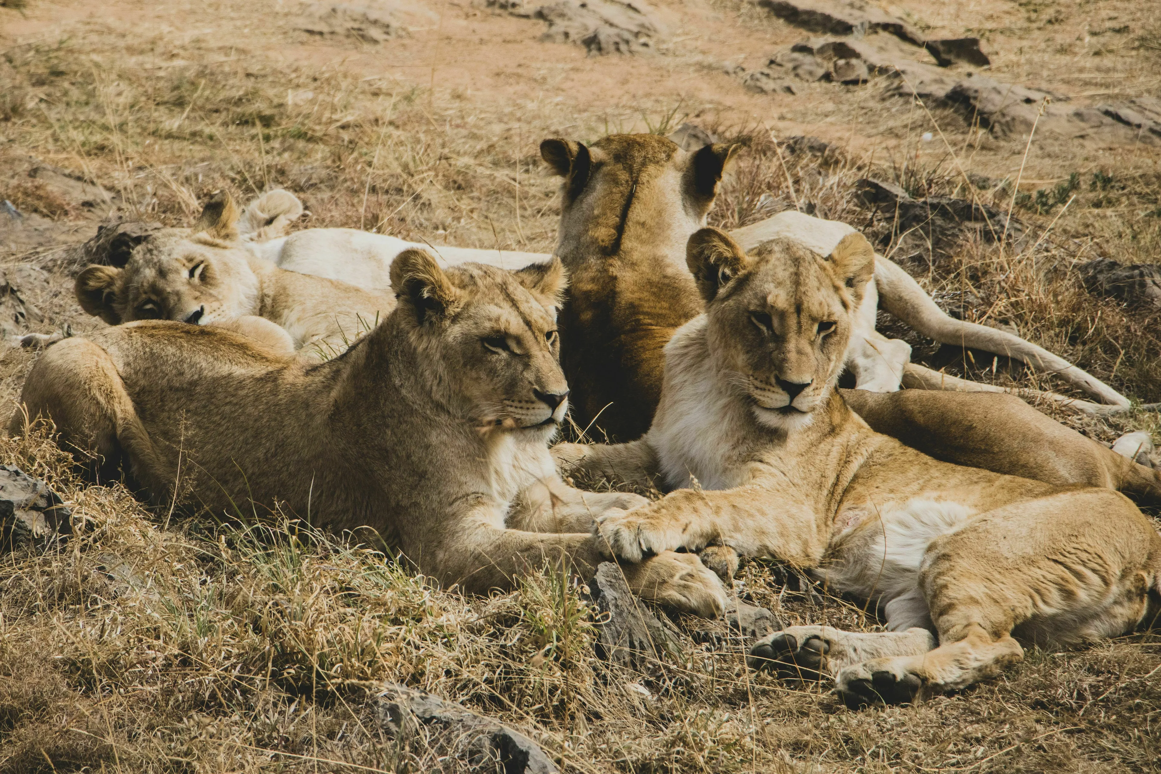 A group of lions resting together on the dry grass, a common sight for a pride of lions.