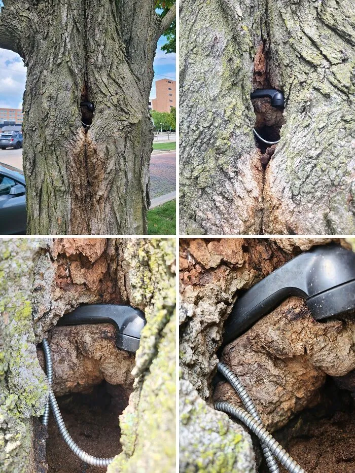 The Call Is Coming From Inside The Tree