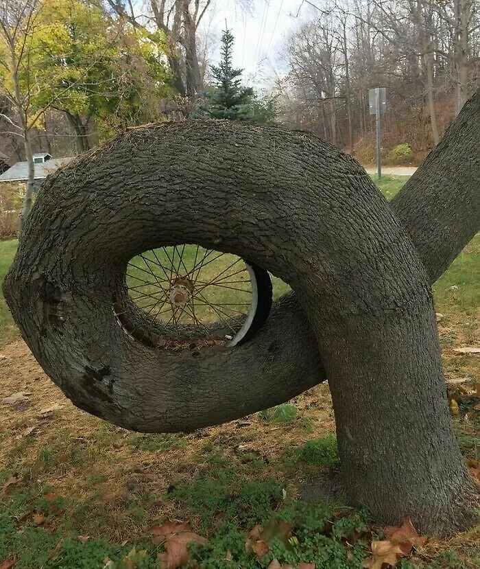Tree Devours Wheel. What Goes Around, Comes Around