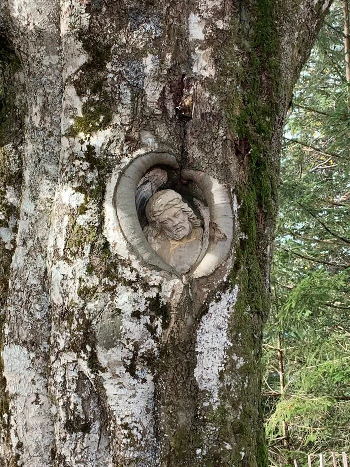 Jesus! That Tree Is Hungry
