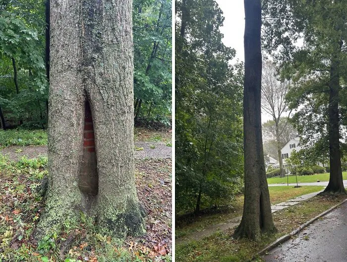 Someone And Their Chainsaw Are Going To Be In For A Nice Surprise Sometime In The Future