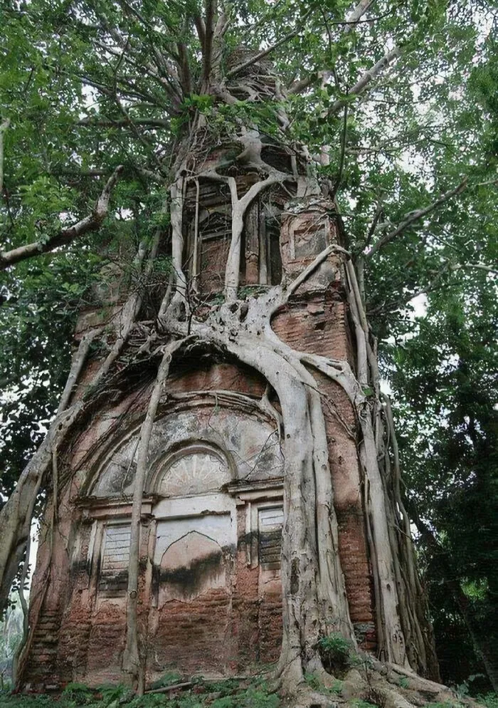 Trees Eating An Abandoned House