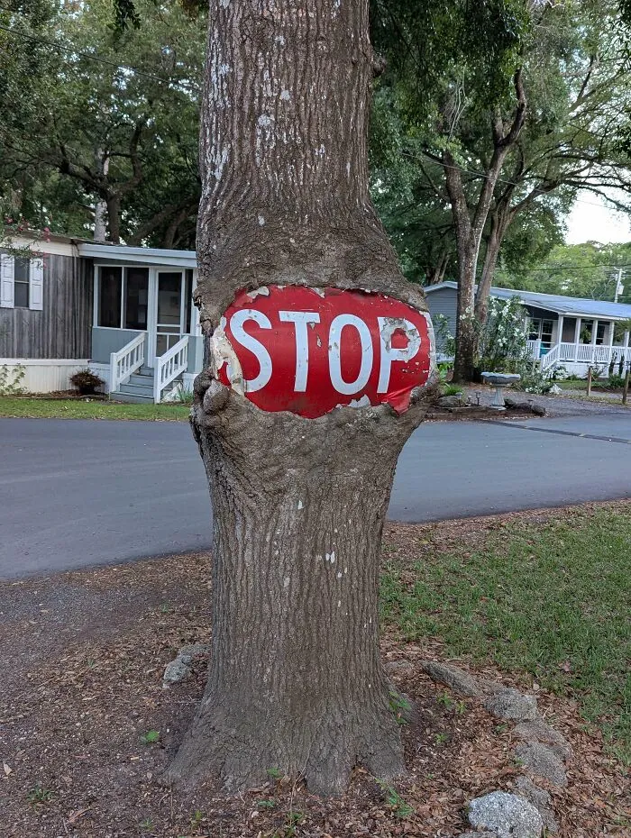 Big Live Oak Eating A Stop Sign