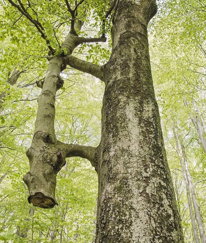 Tree Ate Then Saved Another Tree