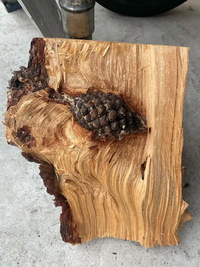 My Firewood Had A Pine Cone Inside The Tree