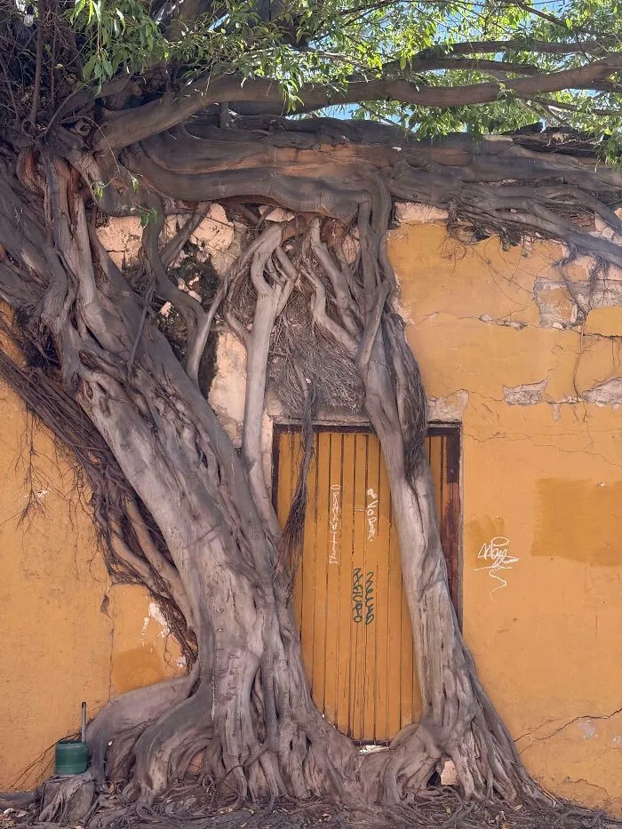 From The Streets Of Mazatlán Mexico