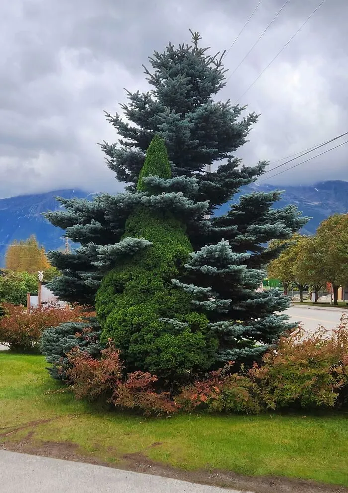 The Way These Trees Grew Together