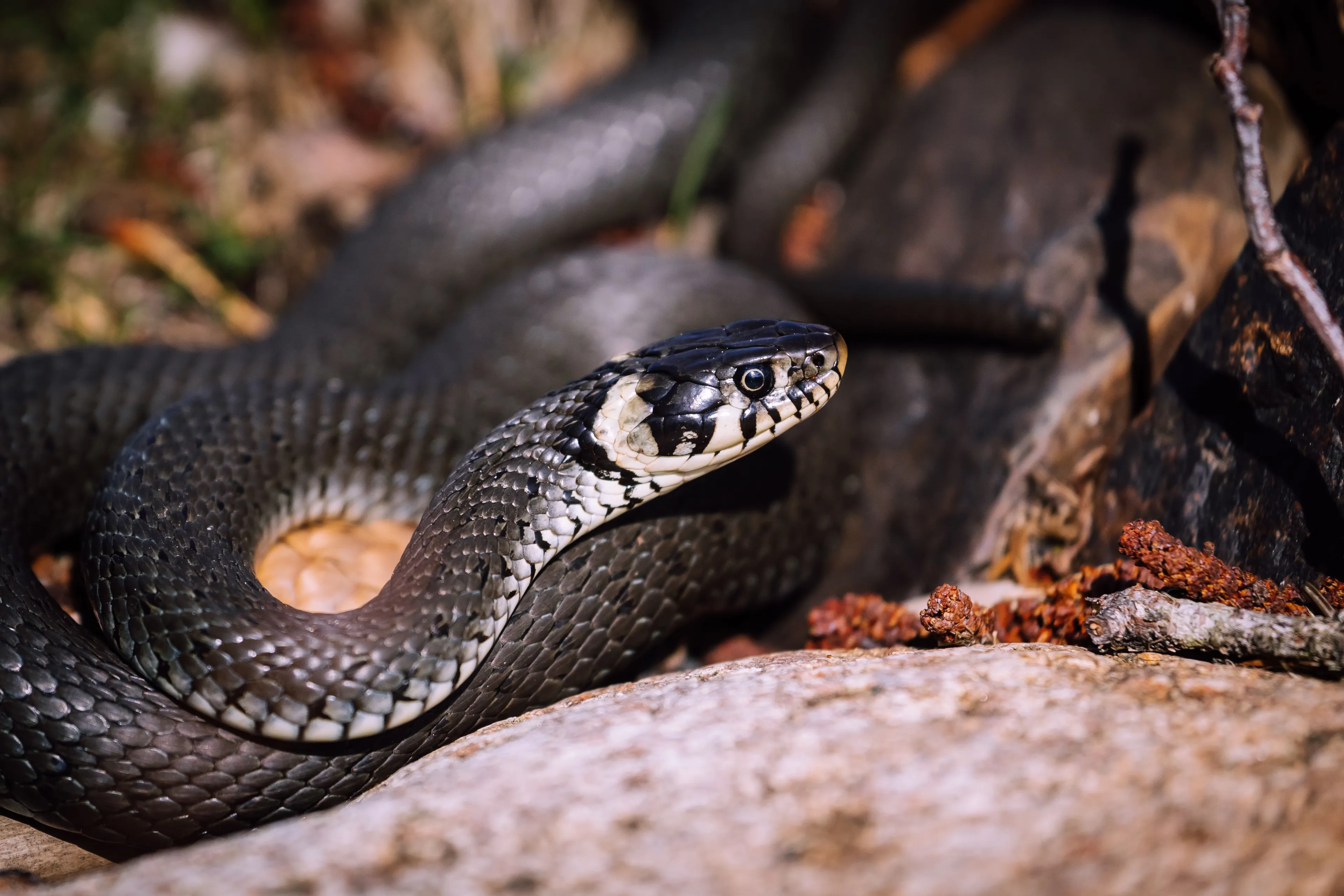 A close-up of a snake, a choice for a pet.