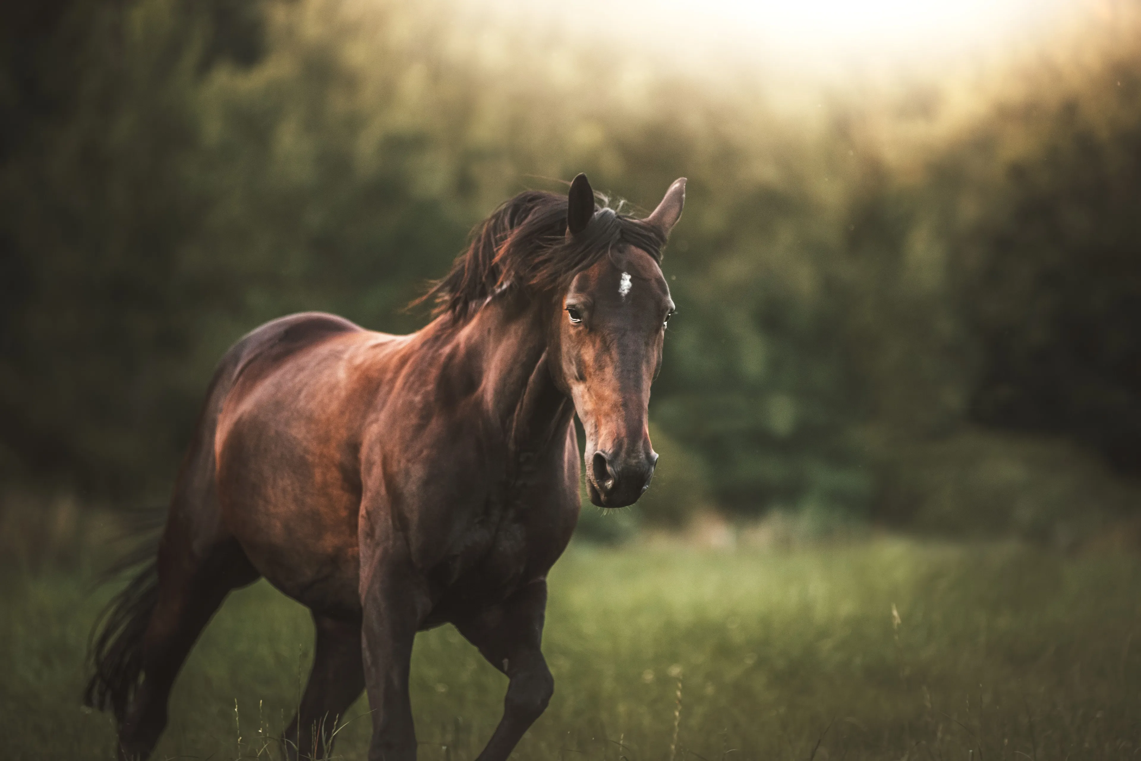A majestic brown horse with a flowing mane in a sun-drenched green field. A wonderful pet to pick.