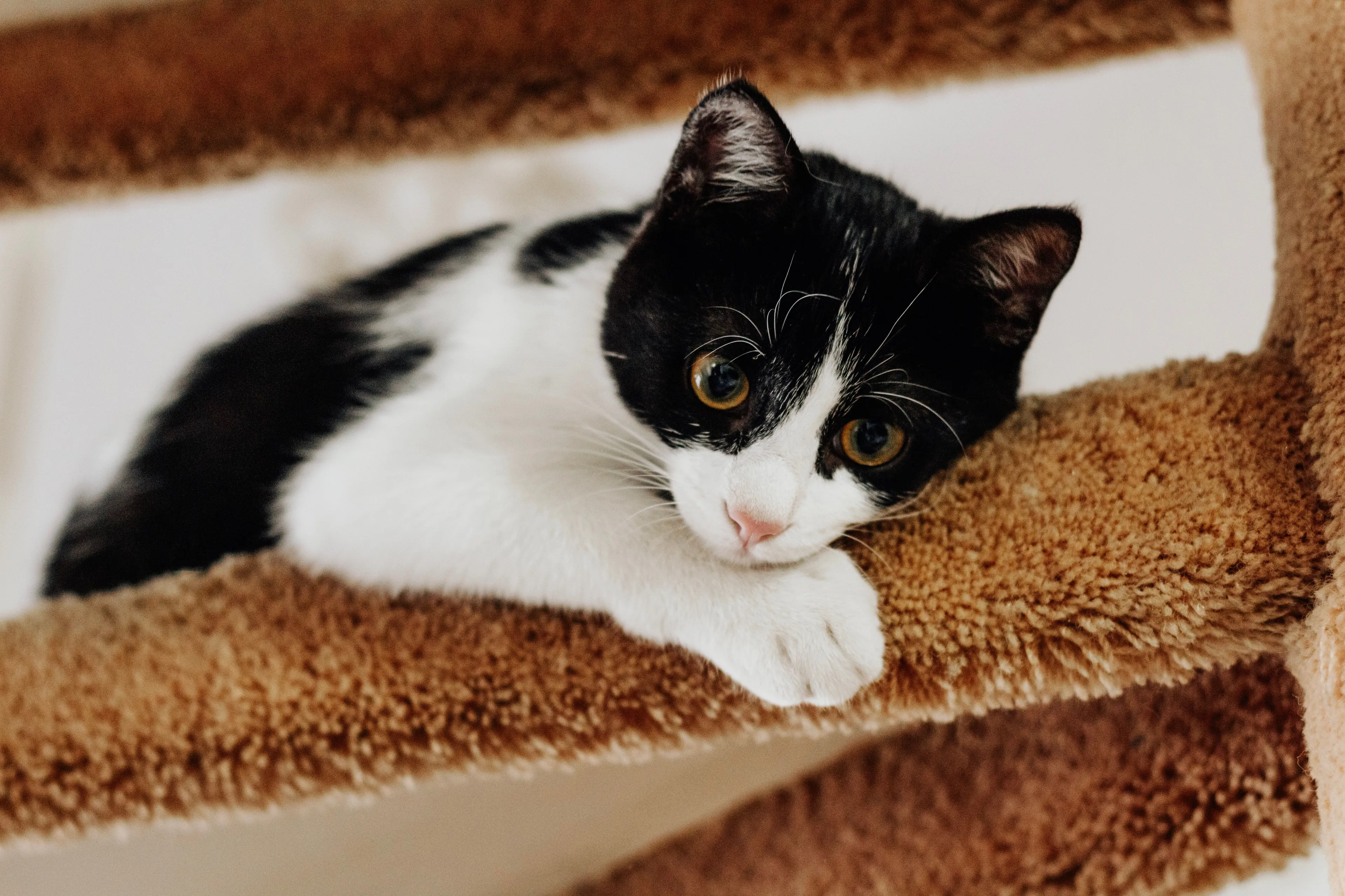 A black and white rescue cat with big eyes lying on a brown carpeted cat tree. A perfect pet to pick.
