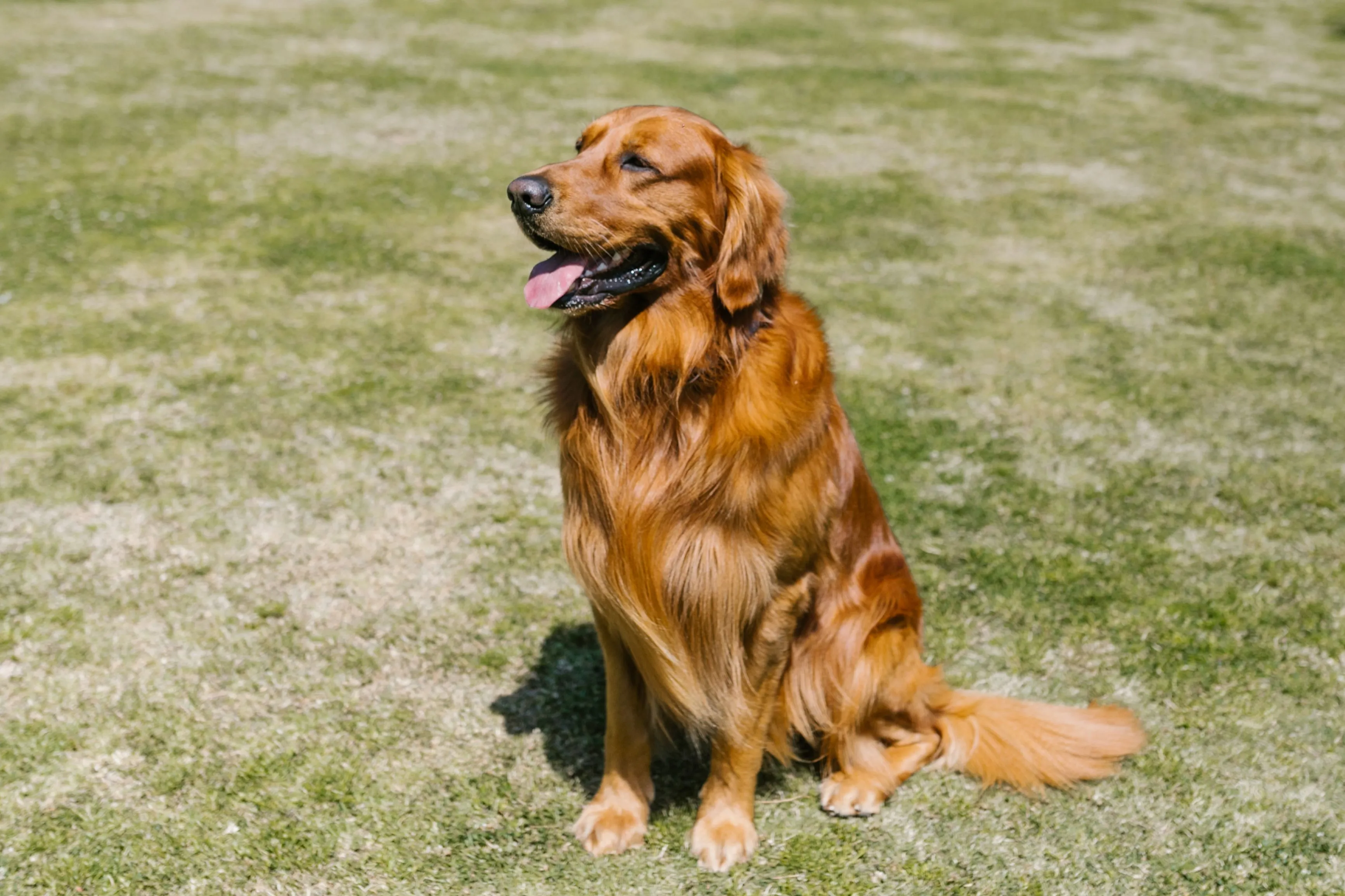 A happy golden retriever dog with a shiny coat sitting on green grass. A loyal pet to pick for your home.