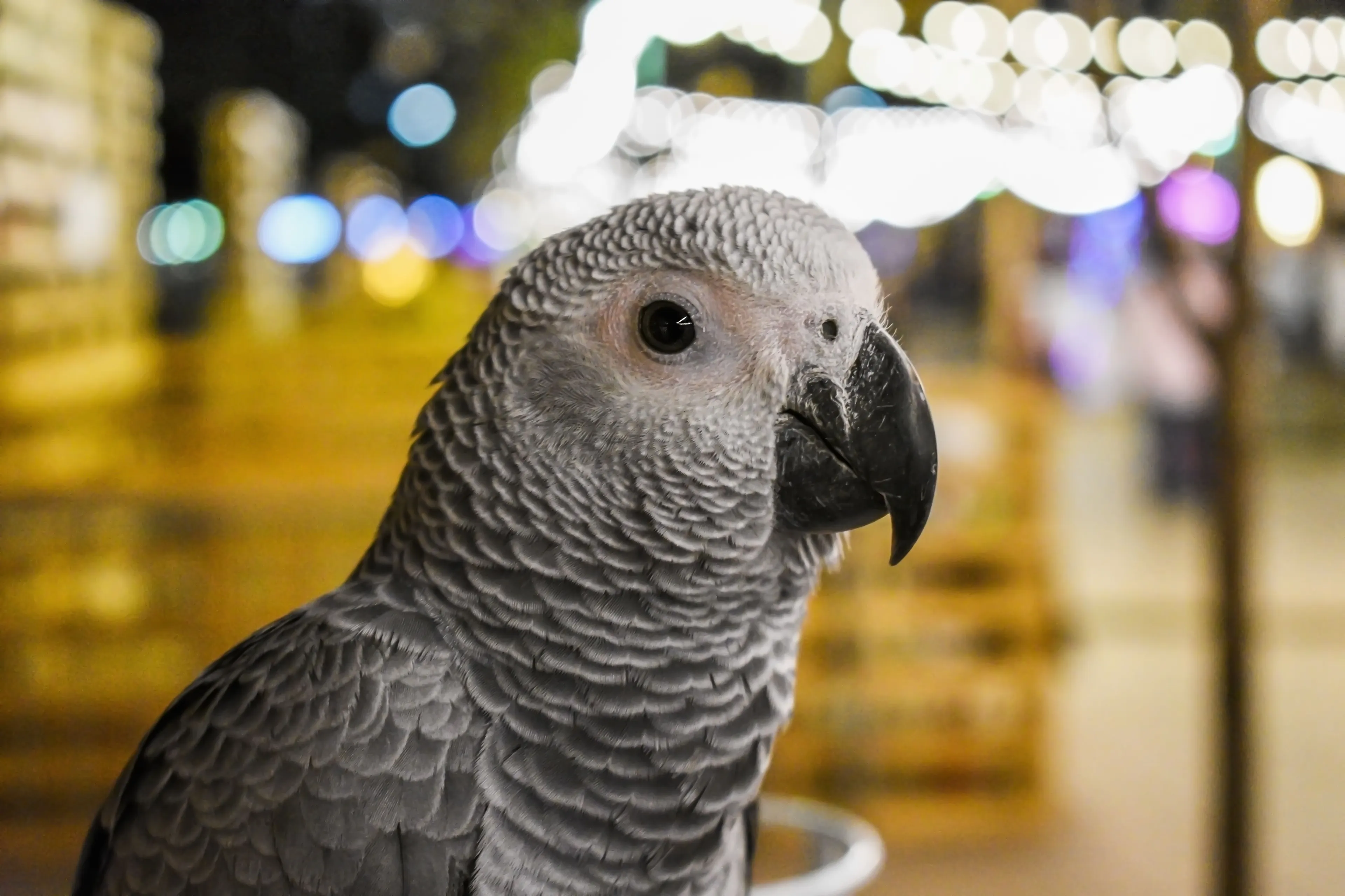 A beautiful grey parrot with a dark beak and bright eyes, looking alert. An exotic pet to pick.