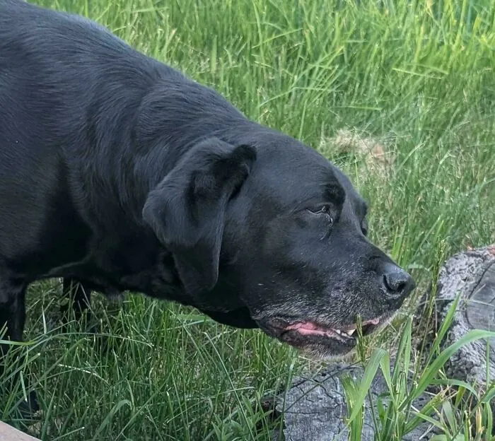 Black lab with head lowered, looking guilty in this funny unhinged dog picture.