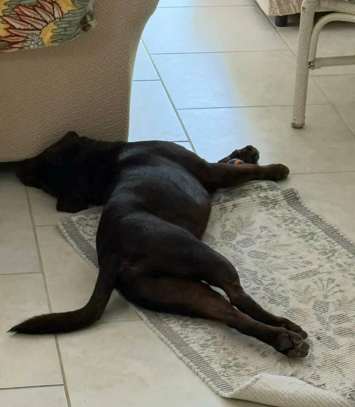 Funny unhinged dog picture of a chocolate lab sleeping in a bizarre twisted position.