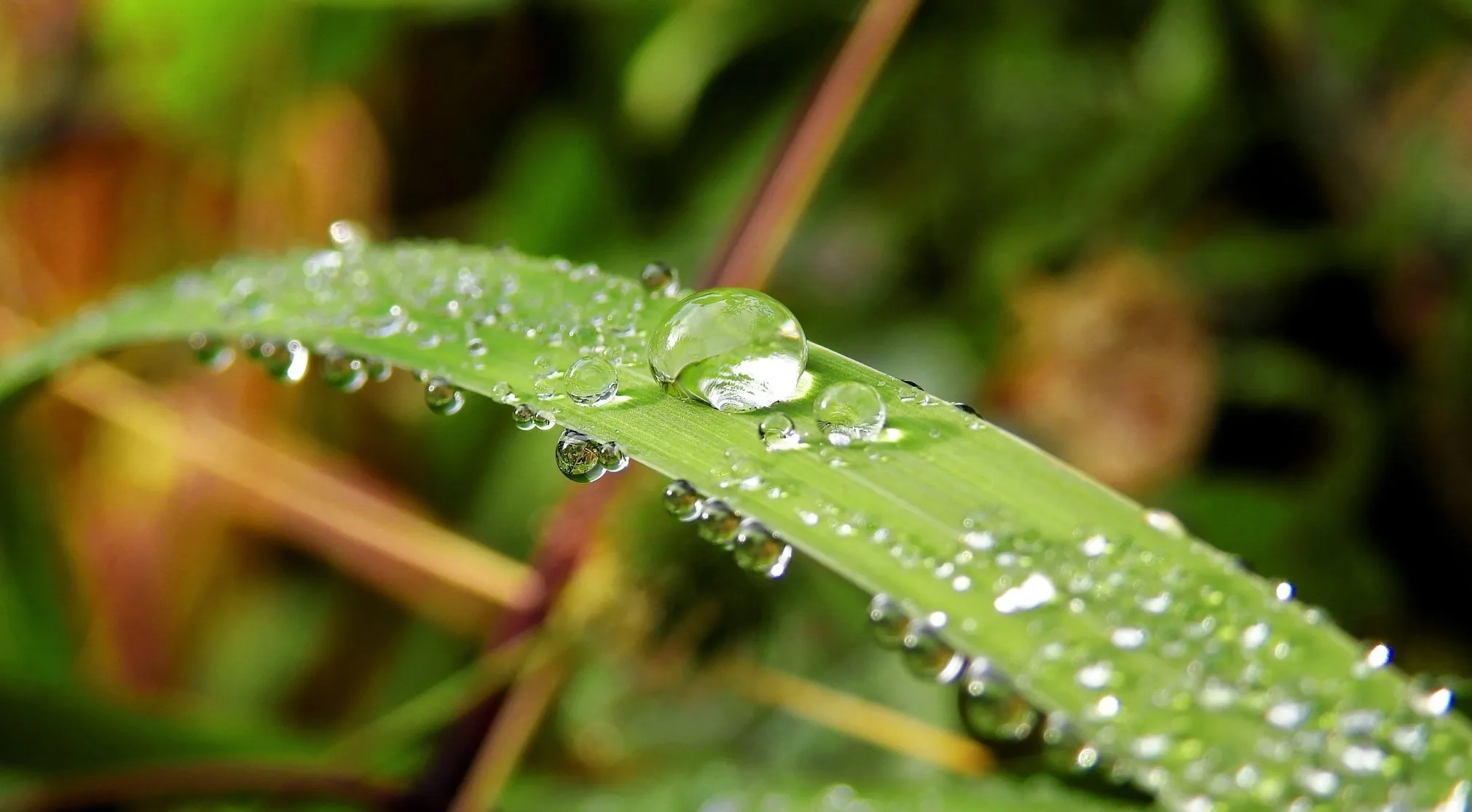 Macro shot of a vibrant green leaf covered in numerous water droplets, posing the question: Is water dry?