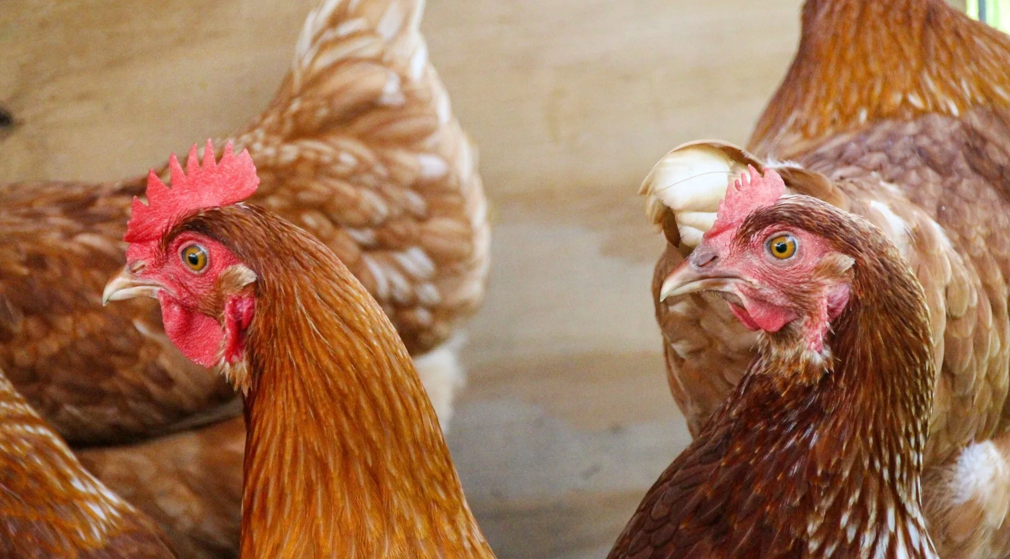 Close-up of brown hens, highlighting their features. This WWI Recruit Test image questions if hens lay eggs.