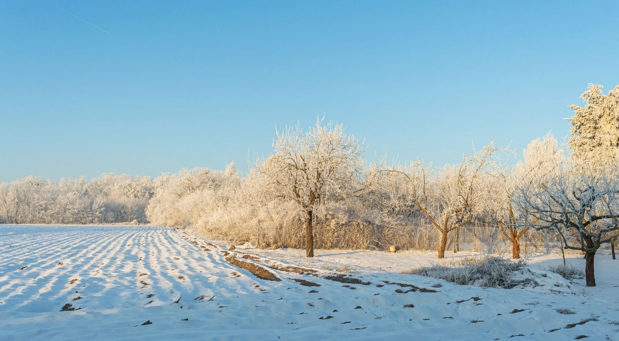 A snowy winter landscape under a clear blue sky, with frost-covered trees bordering a field. WWI recruit test question: Is warm clothing good for winter?
