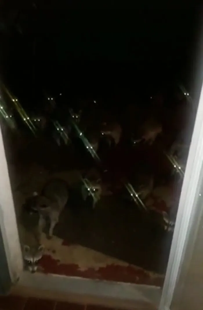 Cursed_raccoons