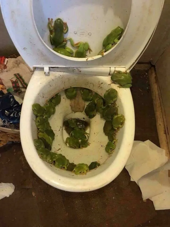 Cursed_toilet